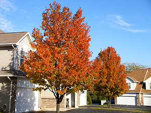 Fall 2009