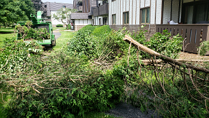 Armando Tree Care Service