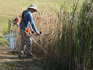 Cattail Removal Project
