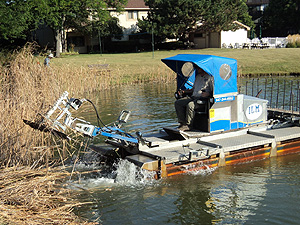 Cattail Removal Project