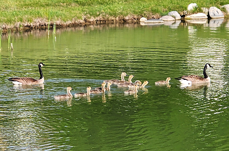 Whispering Lake - Lake Bluff, IL 60044